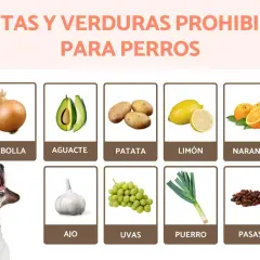 Lista de alimentos prohibidos para perros: cebolla, aguacate, patata, limón, naranja, ajo, uvas, puerro y pasas. ¡Cuida a tu mascota!