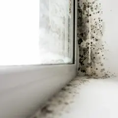 Angolo di una finestra con muffa nera e grigia che si espande sul muro e sul davanzale. Sembra che con il cappotto la casa non respira.