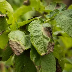 Feuilles de pomme de terre atteintes de mildiou, nécessitant un traitement fongicide.