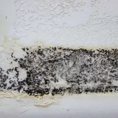 Schwarzer Belag auf weißer Wand, Anzeichen für Hausschwamm erkennen. Feuchte Stelle mit gelblichen Verfärbungen.