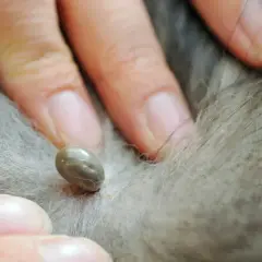 Una zecca incarnita sul pelo di un cane, vista da vicino. Le dita di una persona la stanno esaminando.