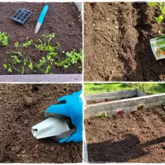 Sianie pietruszki w grządce. Ręka w niebieskiej rękawiczce wysypuje nasiona z paczki.