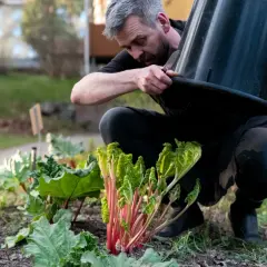 Man klipper rabarber. Efter midsommar kan rabarber vara giftiga, så det är bra att vara försiktig.