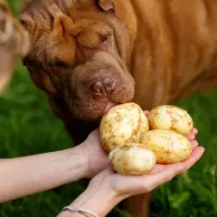 Pies shar pei wącha ziemniaki trzymane w dłoniach. Czy pies może jeść ziemniaki? To pytanie zadaje sobie wielu właścicieli.
