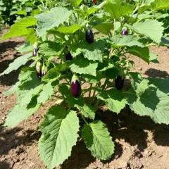 Plante d'aubergines en pleine terre, plusieurs fruits d'une belle taille aubergine commencent à se former sous les grandes feuilles vertes.