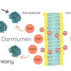 P5P (Vitamin B6) wird im Darm von Diaminoxidase verarbeitet. Die Wirkung von P5P ist die Aufnahme in Enterozyten.