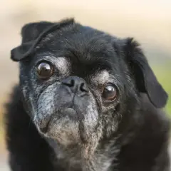 Primer plano de un perro pug negro con ojos grandes y expresivos. La pregunta sobre cuanto cuesta sacrificar un perro es difícil.