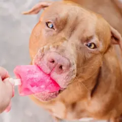 Ein brauner Hund schleckt genüsslich ein pinkes Hundeeis. Ein tolles Hundeeis Rezept für heiße Tage!