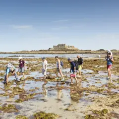 Menschen erkunden bei Ebbe die felsige Küste von Saint-Malo. Im Hintergrund thront die Festung auf ihrer Insel.