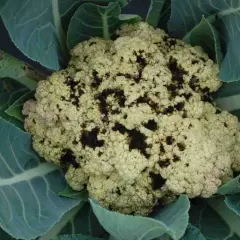 Cavolfiore con macchie scure, sintomo di malattie. Le foglie verdi circondano la testa malata.