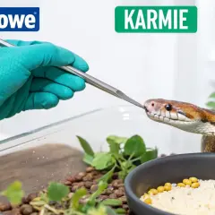 Wąż zbożowy karmiony z pęsety w terrarium. Prawidłowe karmienie to klucz do zdrowia gada.
