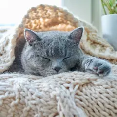 Un gato gris duerme acurrucado bajo una manta tejida. Parece que los gatos pasan frío y buscan calor.