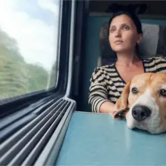 Pies w pociągu: ile kosztuje bilet i u kogo pojedzie za darmo?