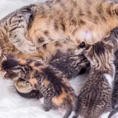 Una gata madre con sus recién nacidos gatitos mamando. El parto de una gata ha sido exitoso, creando esta tierna escena.