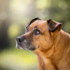 Un perro mestizo de pelaje marrón y gris, con orejas caídas, mira con desconfianza. Parece que mi perro no quiere salir a la calle hoy.