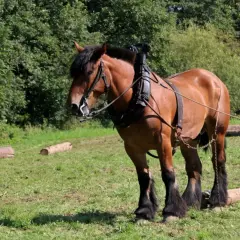 Potężny koń pociągowy, największa rasa konia, ciągnie drewno po łące.