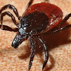 Objawy Borrelia afzelii: Jak rozpoznać zakażenie i uniknąć powikłań