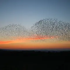 Fåglar som flyger i stora flockar bildar ett moln mot en solnedgång.