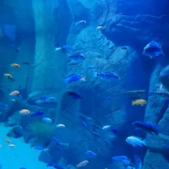 Oceanarium Kraków: Co warto wiedzieć o atrakcjach i projektach?