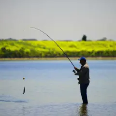 Pêcheur dans l'eau, tenant une canne à pêche avec un poisson suspendu, peut-être un perche royale, sur fond de champ de fleurs jaunes.
