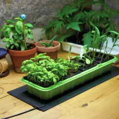 Små plantor gror på en värmematta från Nelson Garden. En rulle garn och en basilika i kruka står bredvid.