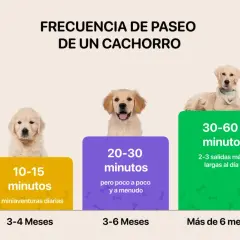 La frecuencia de paseo de un cachorro varía: 10-15 min (3-4 meses), 20-30 min (3-6 meses), 30-60 min (más de 6 meses).