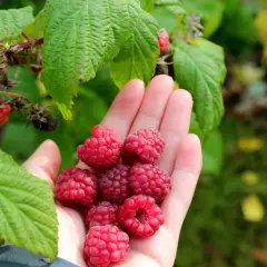 En hand full med nyplockade hallon, redo att plantera hallonbuskar för framtida skörd.