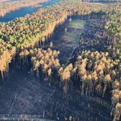 Widok z lotu ptaka na puszczę solską po pożarze. Czarne, spalone tereny przeplatają się z zielonymi i brązowymi drzewami.