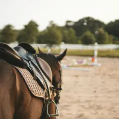 Koń w siodle, gotowy do skoku. Siodło to część rzędu, która pozwala jeźdźcowi siedzieć na grzbiecie konia.
