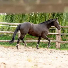 Ciemnobrązowy koń w ochraniaczach na nogach wchodzi w **galop a cwał** po piaszczystym wybiegu, za drewnianym płotem.