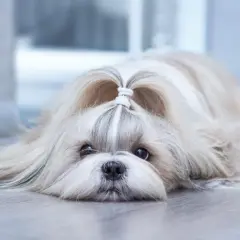 Uroczy piesek rasy shih tzu leży na podłodze, z uroczą kokardką na głowie.