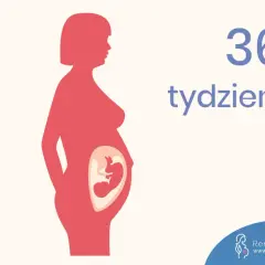 Ilustracja pokazuje sylwetkę kobiety w 36 tygodniu ciąży z widocznym dzieckiem w brzuchu.