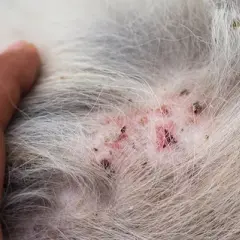 Cómo identificar y tratar cuando tu perro tiene pulgas efectivamente