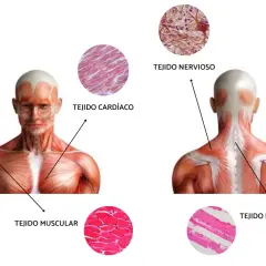 Anatomía muscular: Torso y espalda con micrografías de tejido muscular, cardíaco, nervioso y esquelético.