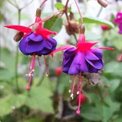 Deux fleurs de fuchsia aux pétales violets et roses vifs pendent gracieusement.