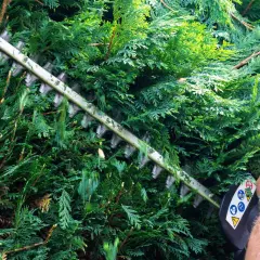 Ein Mann mit einer Stihl Heckenschere schneidet eine dichte grüne Hecke in Bayern.