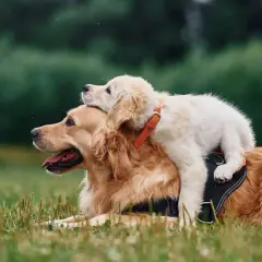 En stor golden retriever vilar i gräset med en valp som sitter ovanpå. En perfekt bild för en utfodringstabell hund.