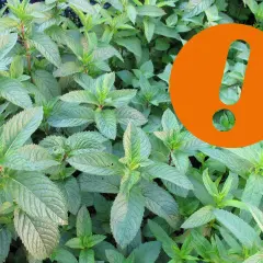 Frische Minzblätter, ideal für pfefferminztee am abend. Ein orangefarbenes Ausrufezeichen hebt die besondere Qualität hervor.