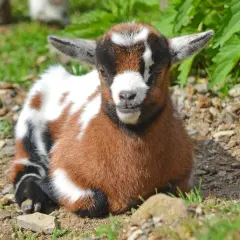 Adorable chèvre extra-toy, un bébé plein de vie, profite du soleil. Sa durée de vie promet de longues aventures.