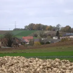 Krajobraz wsi Błażejowice z polami i domami. Na pierwszym planie stos buraków cukrowych.