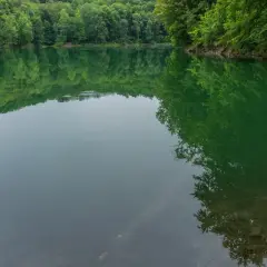 Spokojne, zielone jezioro szmaragdowe w Szczecinie, otoczone gęstym lasem, odbija się w spokojnej tafli wody.