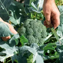 Här skördas en stor, grön broccoli. Det är en härlig känsla att odla broccoli själv och se resultatet.