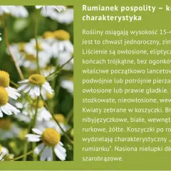 Kwiaty rumianku pospolitego, znane z licznych właściwości leczniczych, z białymi płatkami i żółtym środkiem, na zielonym tle.