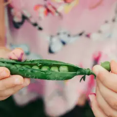 Kleine Hände öffnen eine Erbsenschote, um die süßen Erbsen roh zu essen.