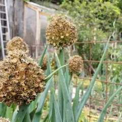 Gros plans sur des ombelles de ciboulette séchées, prêtes pour l'entretien des graines. Le jardin est en arrière-plan.