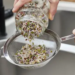 Frische Sprossen werden aus einem Glas in ein Sieb geschüttet, bereit für einen gesunden gemischten Salat mit Sprossen.