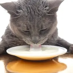Gato gris bebe leche de un plato blanco.