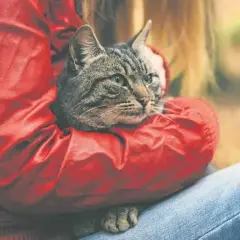 Jak zabrać dzikiego kota do weterynarza bez stresu i bólu