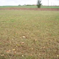 Jesienne liście na trawie, która stanowi trwałe użytki zielone. W tle pole i drzewa.
