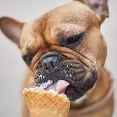 Czy pies może jeść lody? Poznaj ryzyka i bezpieczne zamienniki